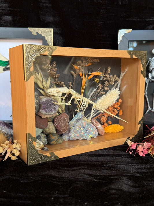 Scandentia/Tree Shrew skeleton, Passerine Bird Skull & Carpenter Bee Framed Specimen