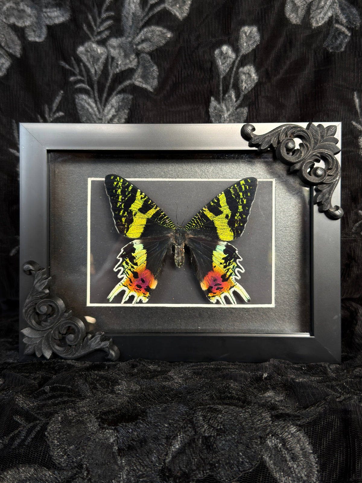 MADAGASCAN SUNSET MOTH- Mother of Hades Moth Frame