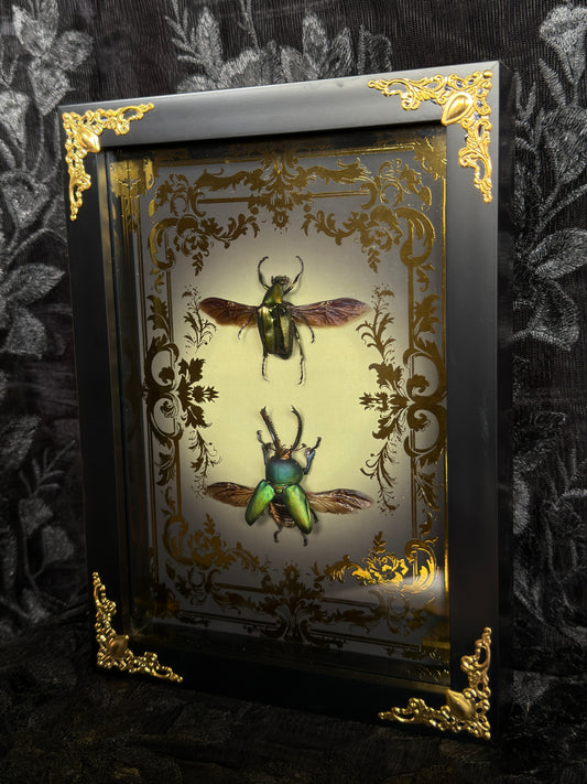 LAMPRINA JEWEL DUO SHADOW BOX