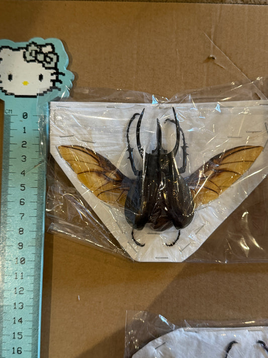 Atlas Beetle - Chalcosoma caucasus