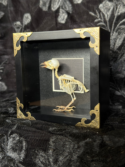 FINCH SKELETON SHADOW BOX