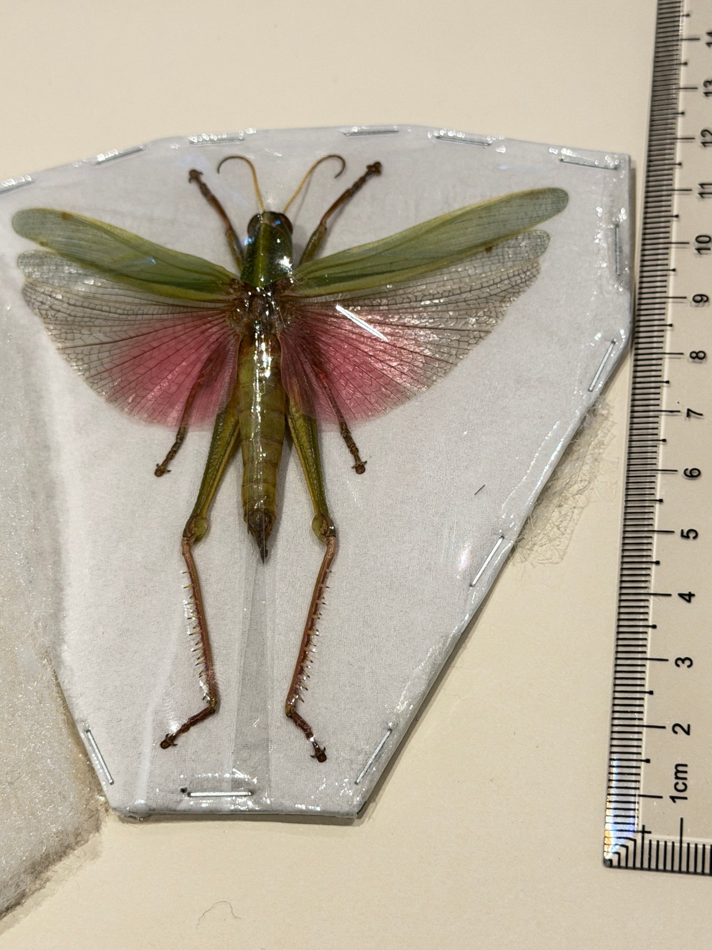 CITRUS LOCUST - Chondracris rosea