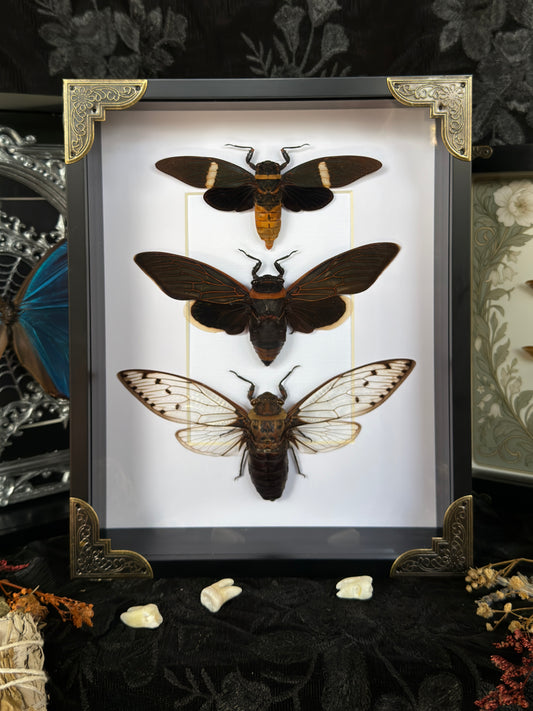 CICADA TRIO - A4 Deep Set Specimen Frame