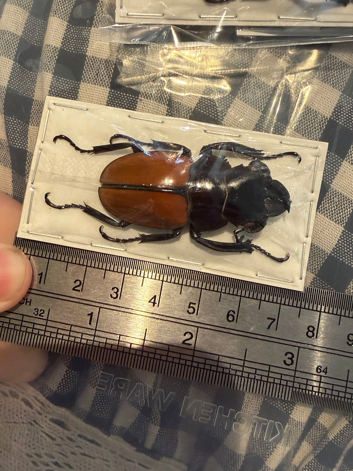 ODONTOLABIS GAZELLA - stag beetle specimen