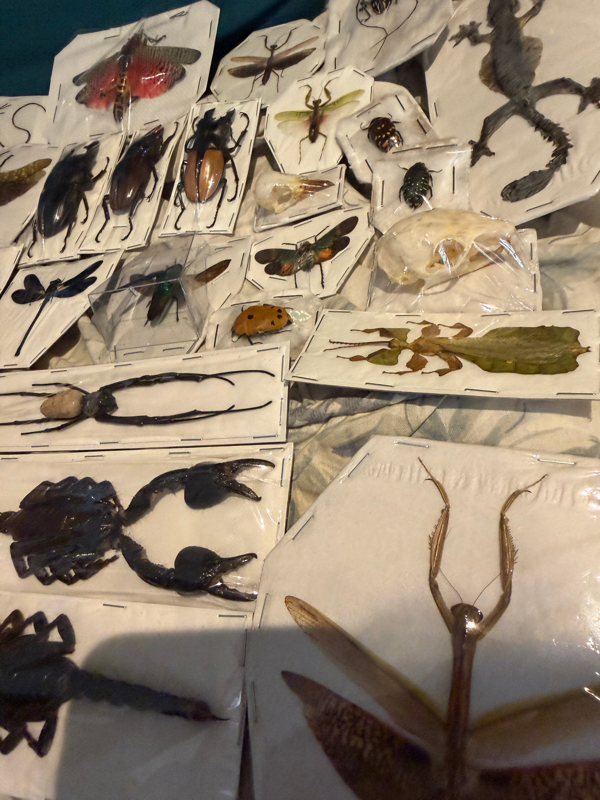 SPECIMEN MYSTERY PACK - 30 PIECES