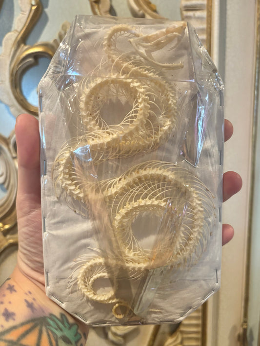 White-lipped Pit Viper Snake Skeleton-Trimeresurus albolabris specimen