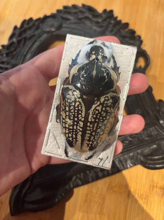 GOLIATH - Goliathus orientalis Specimen