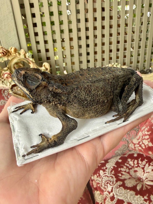 TAXIDERMY Asian Common Toad - Duttaphrynus melanostictus Specimen