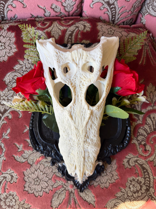SILVER FERN ROSA - crocodile skull curio with permit