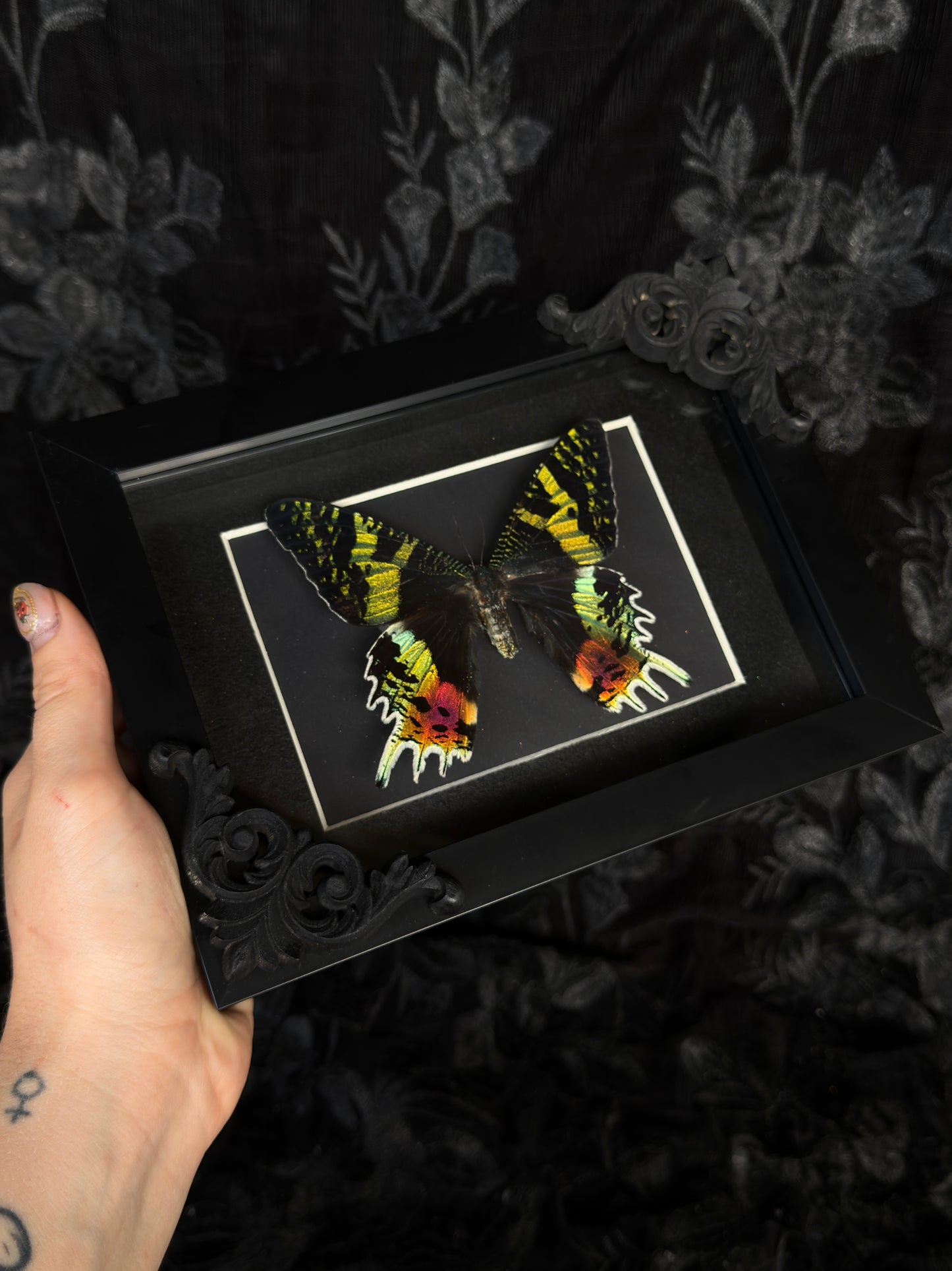 MADAGASCAN SUNSET MOTH- Mother of Hades Moth Frame