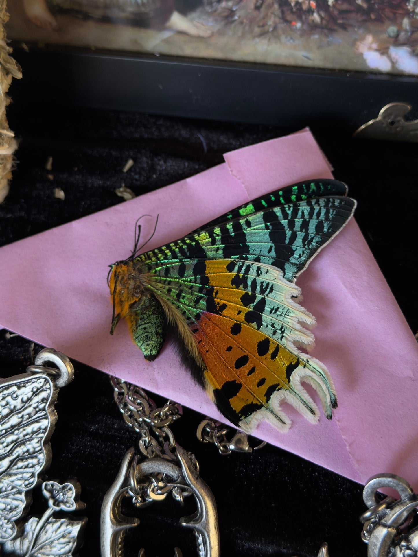 CURIOUS CRITTER VAULT - Mother Of Hades Oddities & Accessories Box