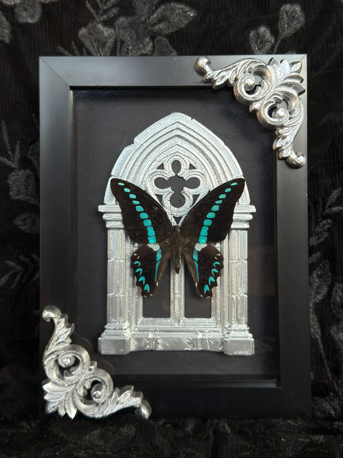 MILON MILON BUTTERFLY - Mother of Hades Butterfly Collection