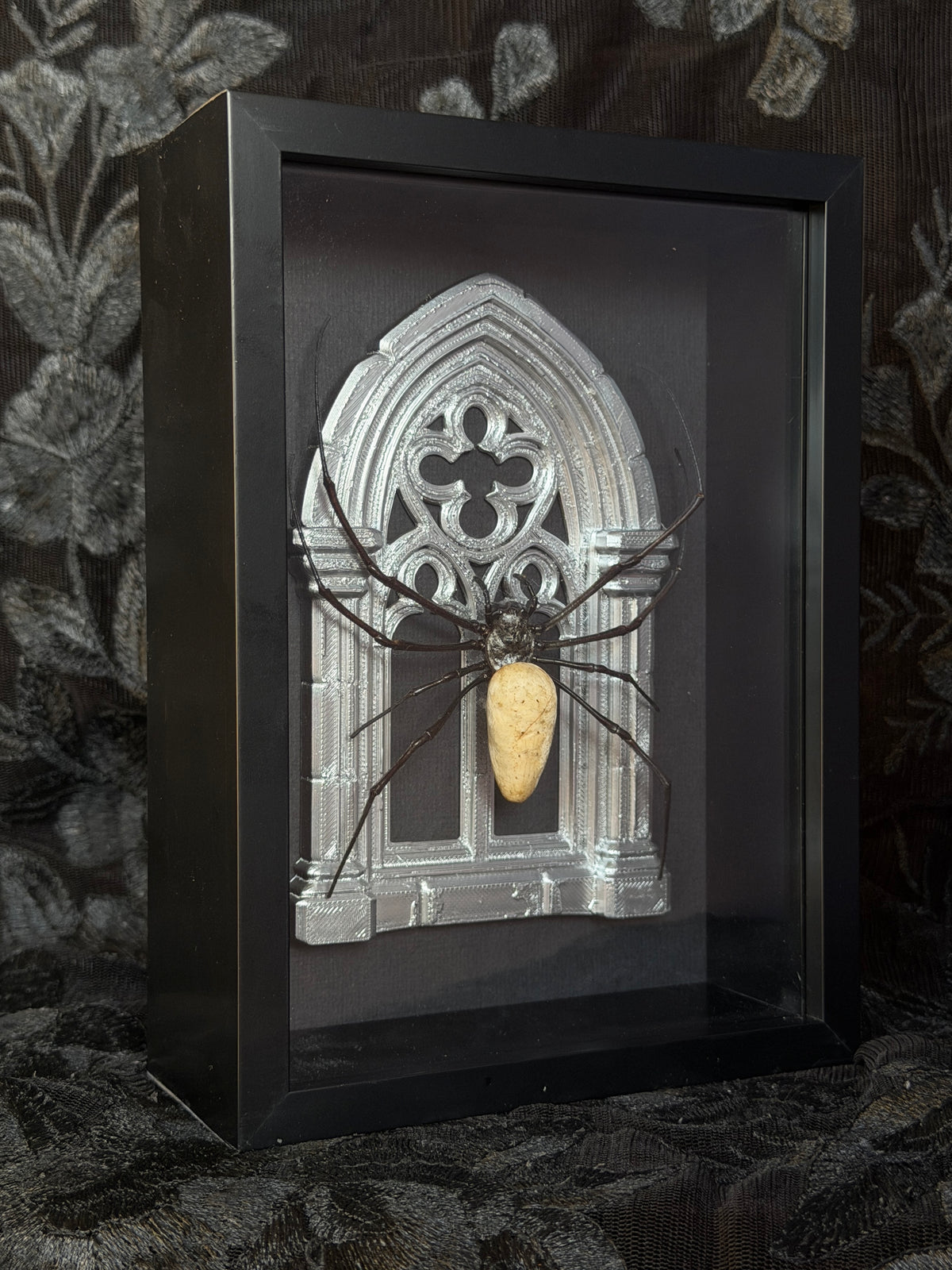 Silver Arch Orb Weaver Spider -  Frames Specimen