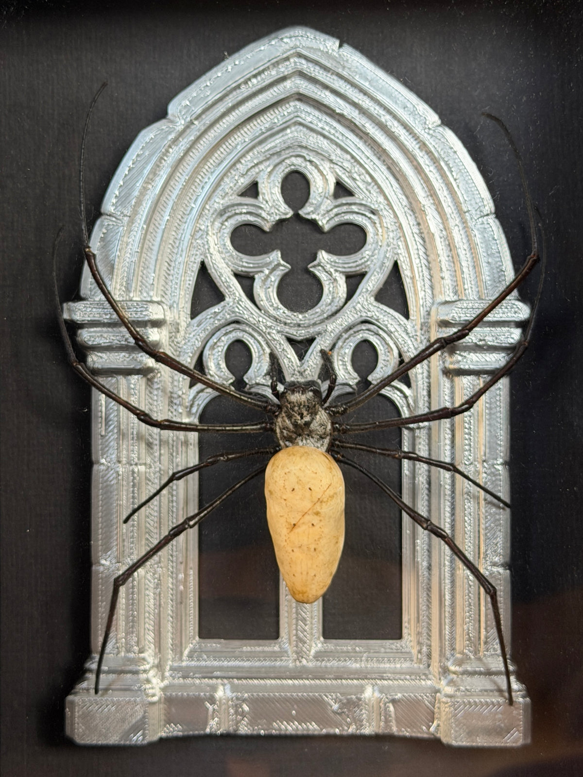 Silver Arch Orb Weaver Spider -  Frames Specimen