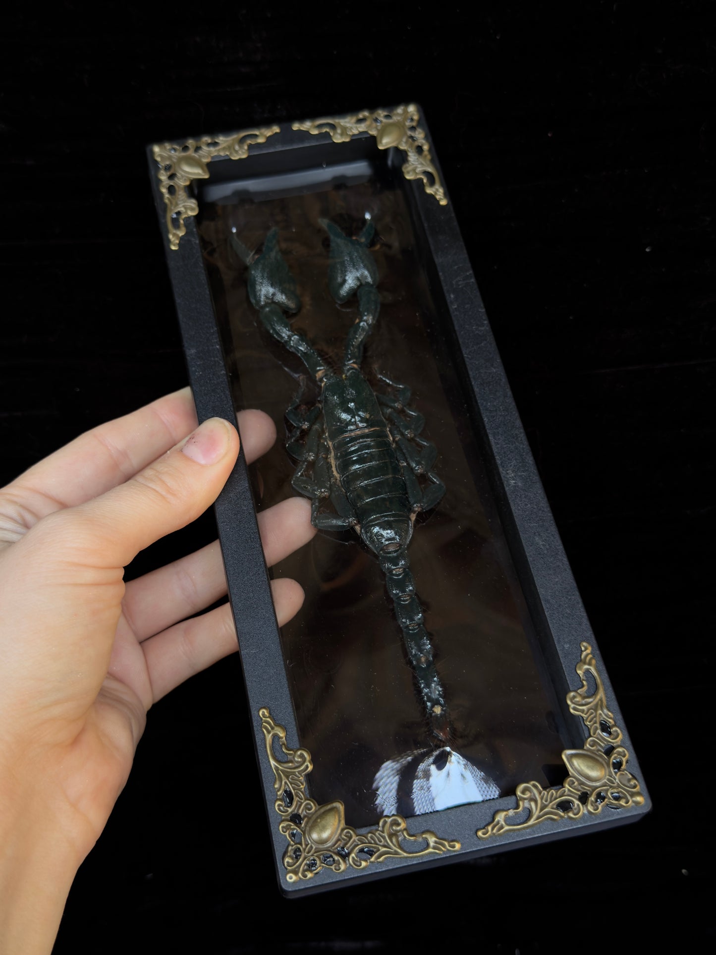 CURIOUS CRITTER VAULT - Mother Of Hades Oddities & Accessories Box