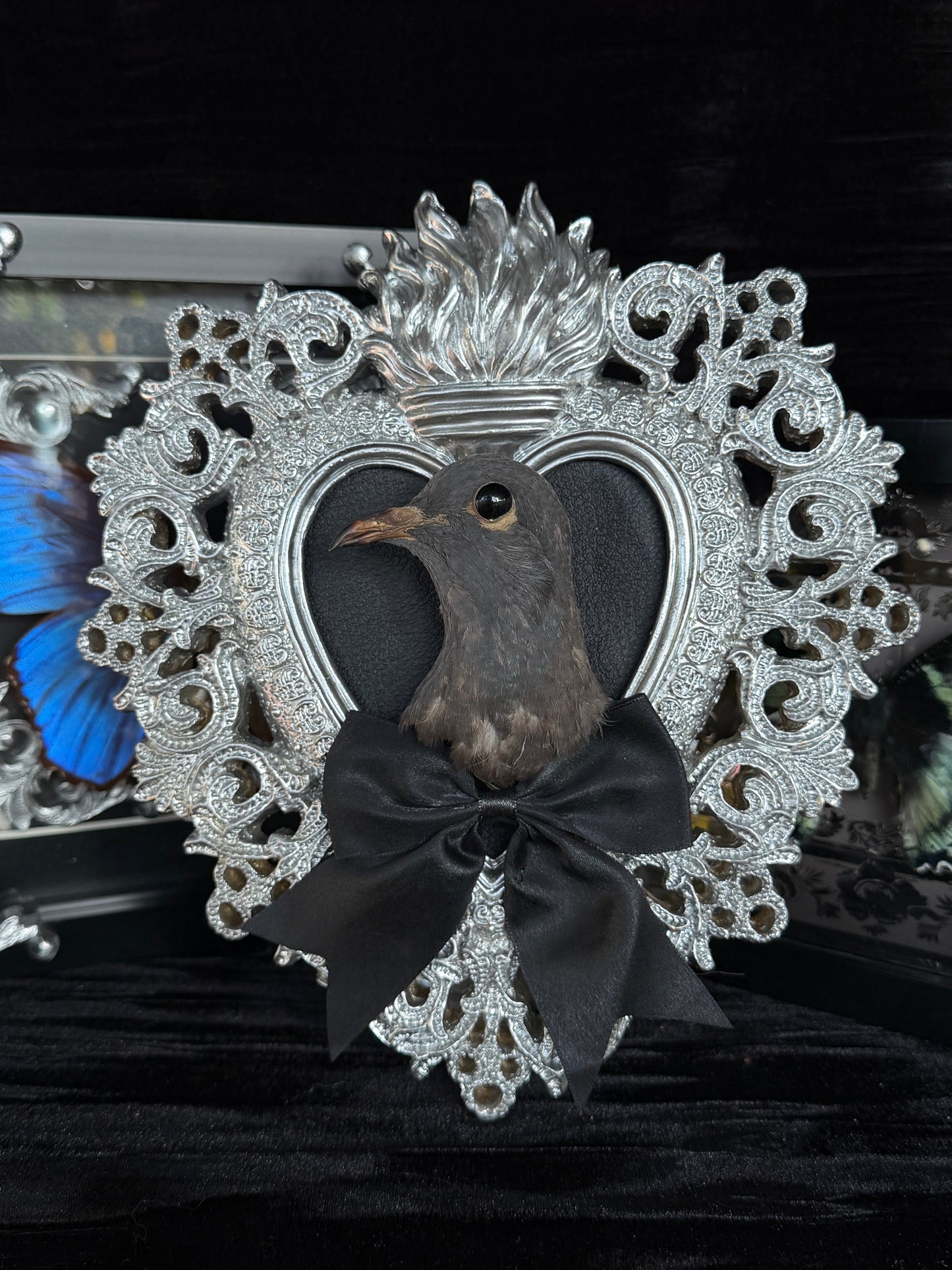 PIGEON HEAD - Mother of Hades Silver Heart Open Display Frame
