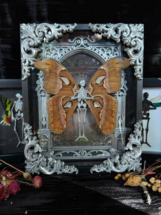 SILVER ATLAS MOTH MAUSOLEUM - Mother of Hades Dead Fairy Frame
