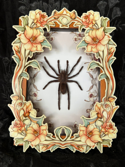 TARANTULA FLORAL FRONT SHADOW BOX
