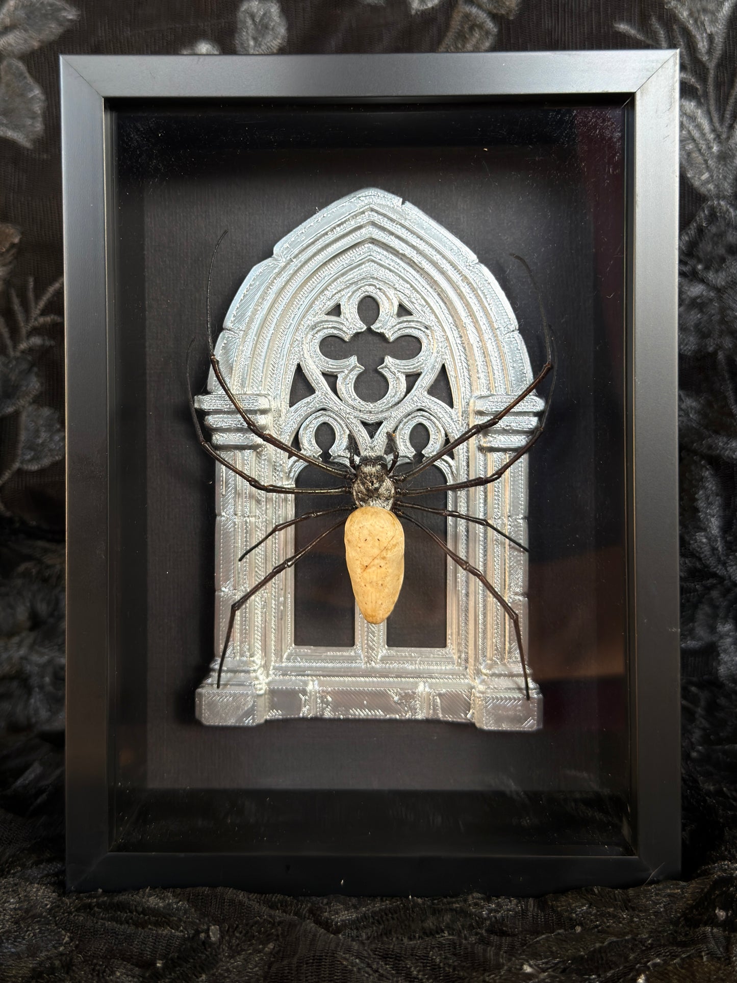 Silver Arch Orb Weaver Spider -  Frames Specimen