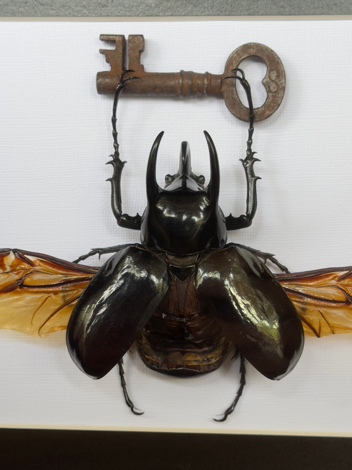 ATLAS BEETLE with key chalcosoma atlas Framed Specimen *damaged wing*