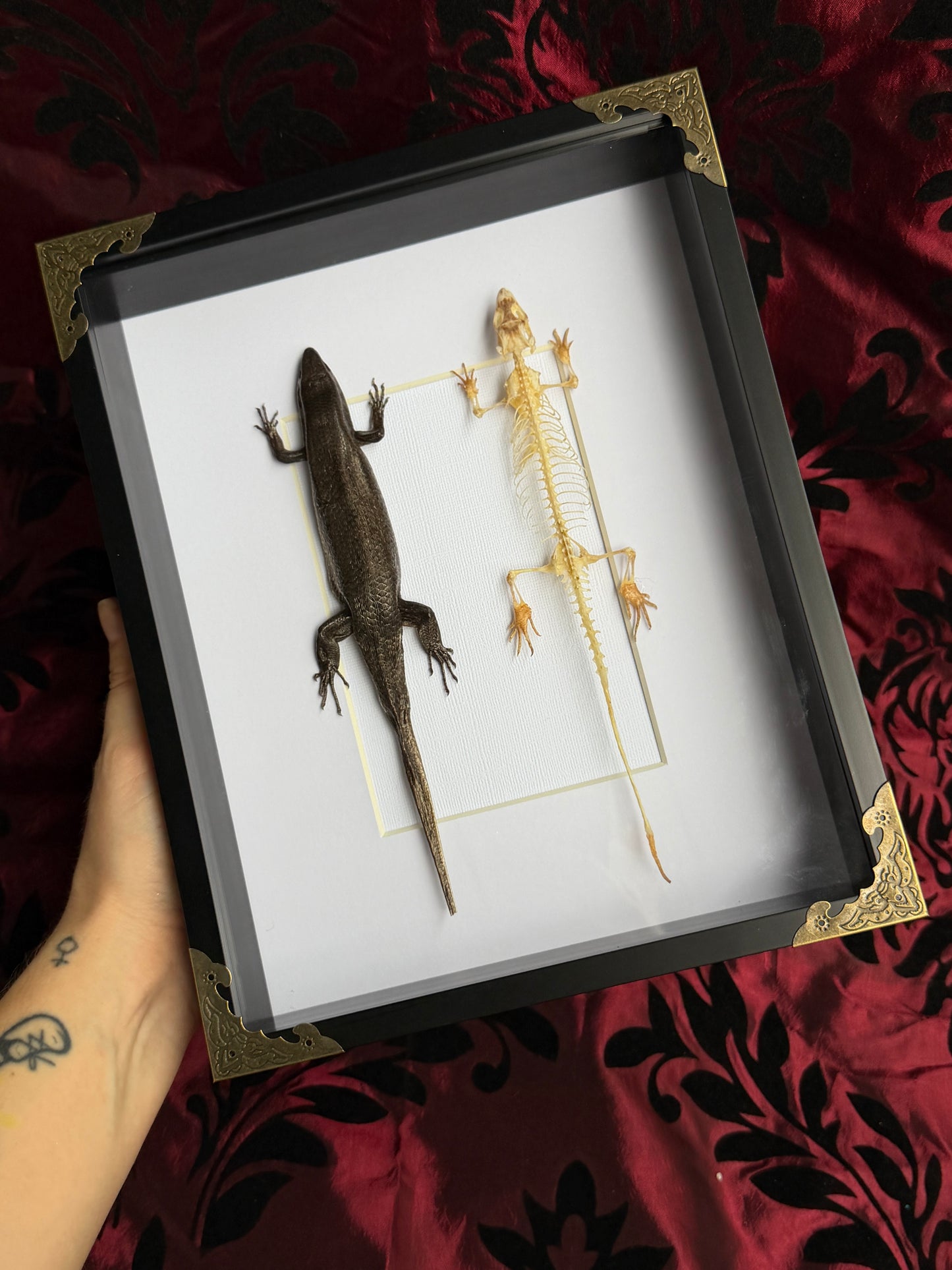 SKINK DUO Indian Brown Skink & Skeleton - Eutropis multifasciata -  Framed Specimen