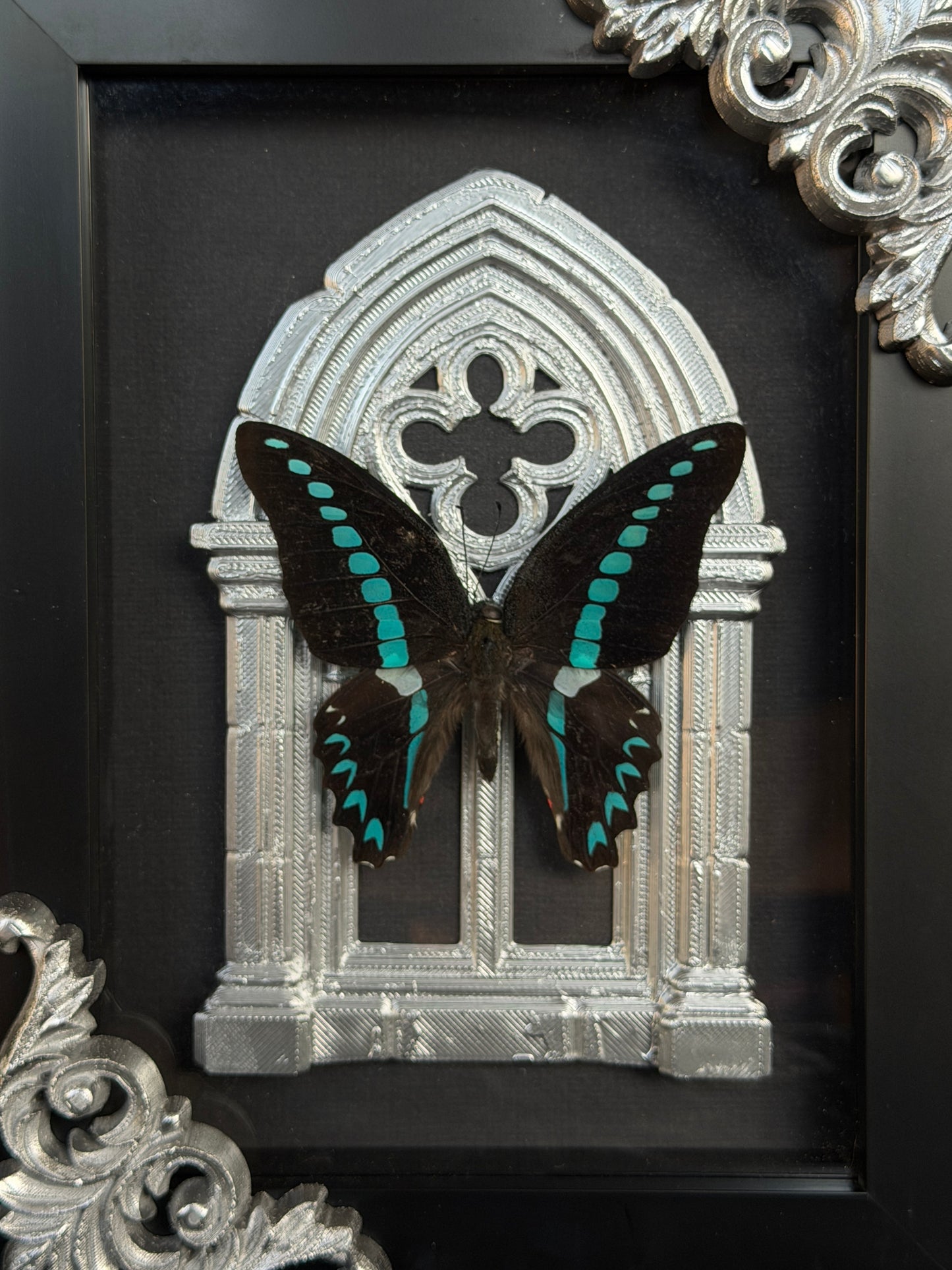MILON MILON BUTTERFLY - Mother of Hades Butterfly Collection