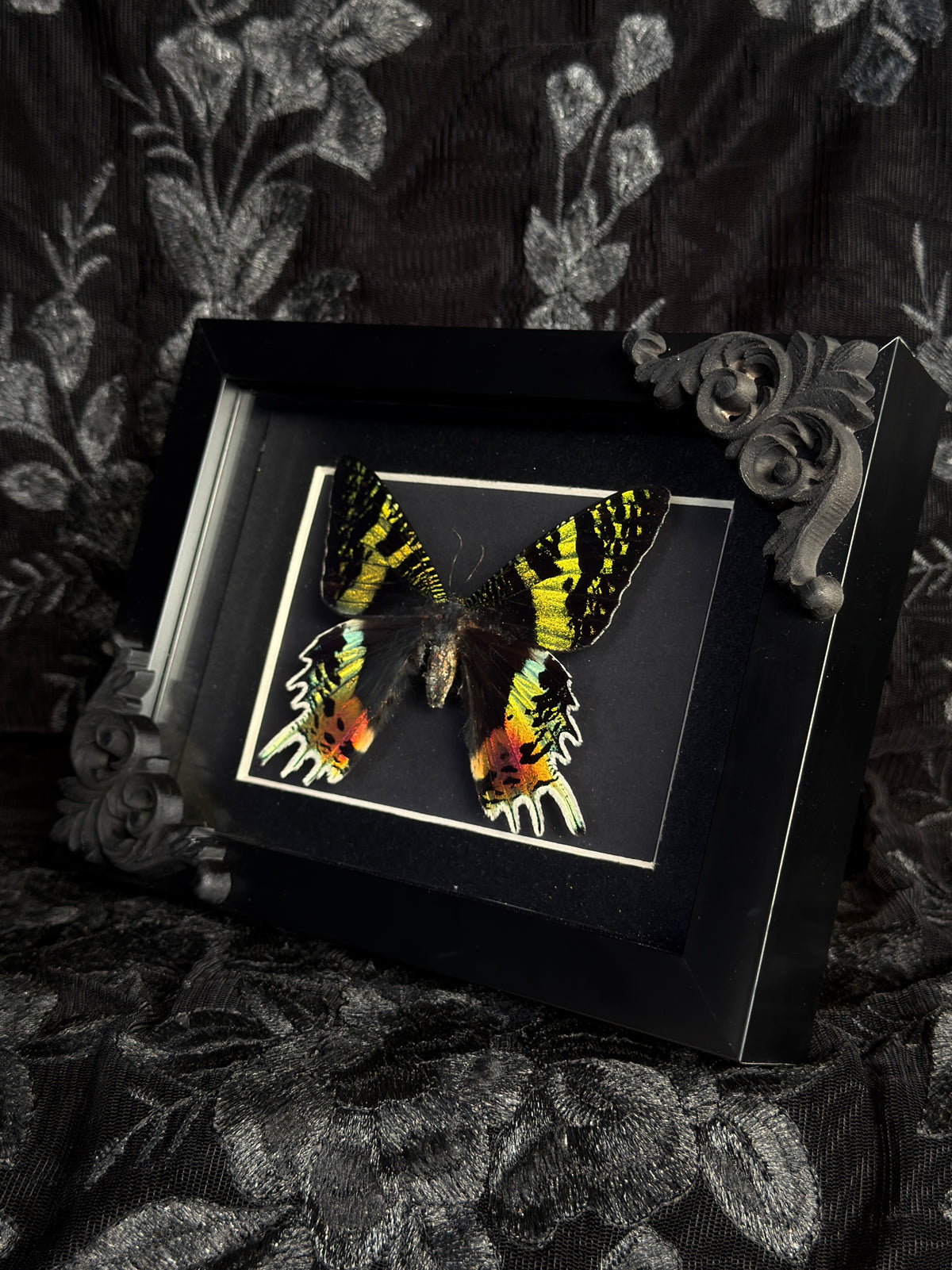 MADAGASCAN SUNSET MOTH- Mother of Hades Moth Frame