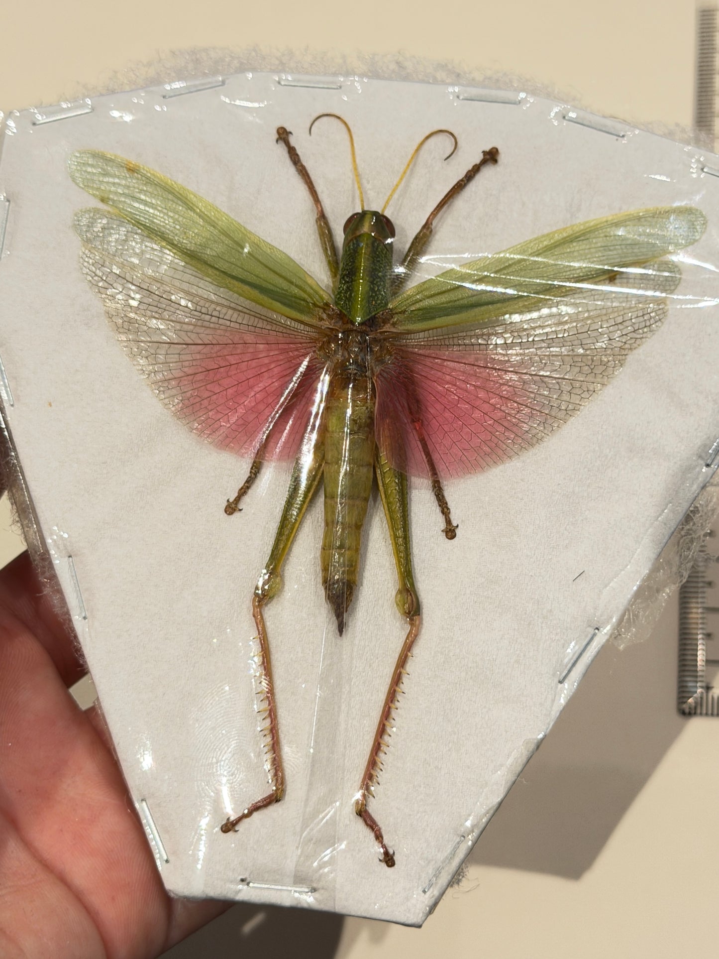 CITRUS LOCUST - Chondracris rosea