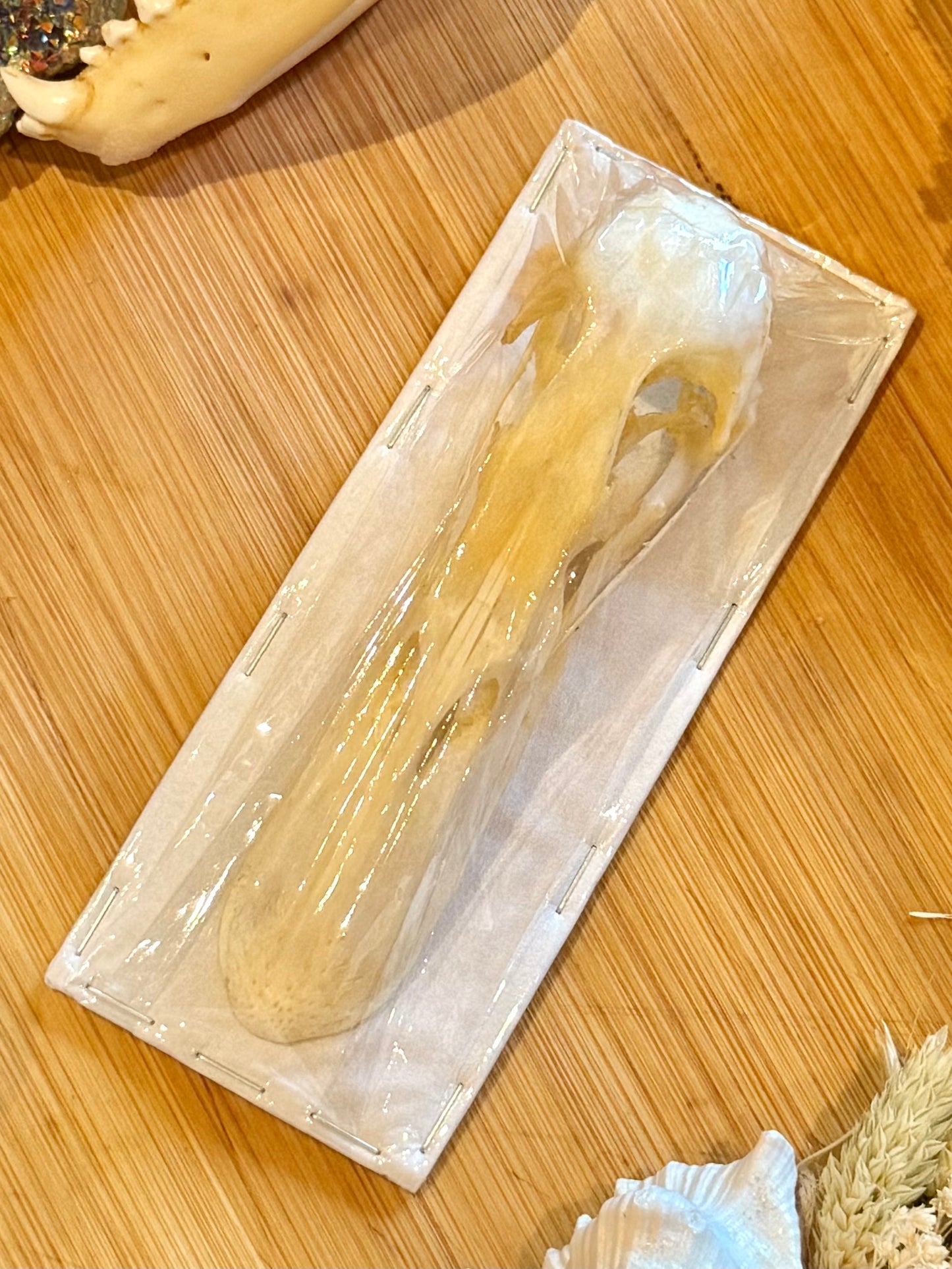 Mallard Duck Skull- Anas platyrhynchos specimen