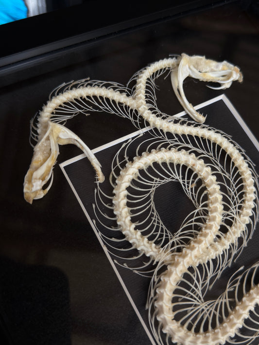 DOUBLE HEADED WHITE LIPPED PIT VIPER - Snake Skeleton Frame
