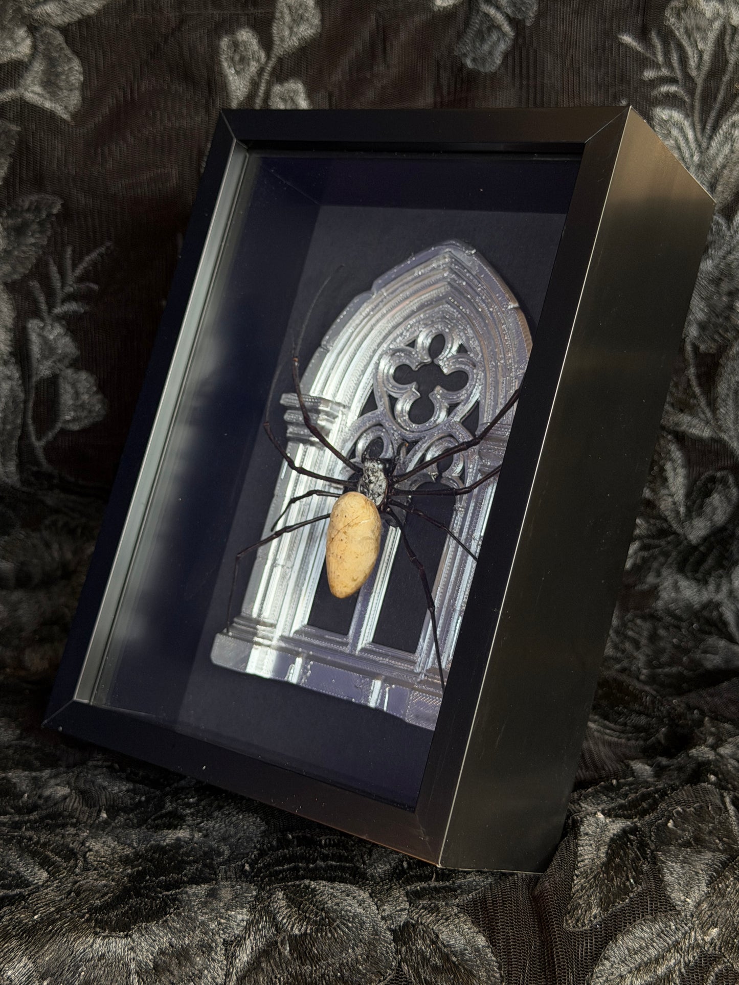 Silver Arch Orb Weaver Spider -  Frames Specimen