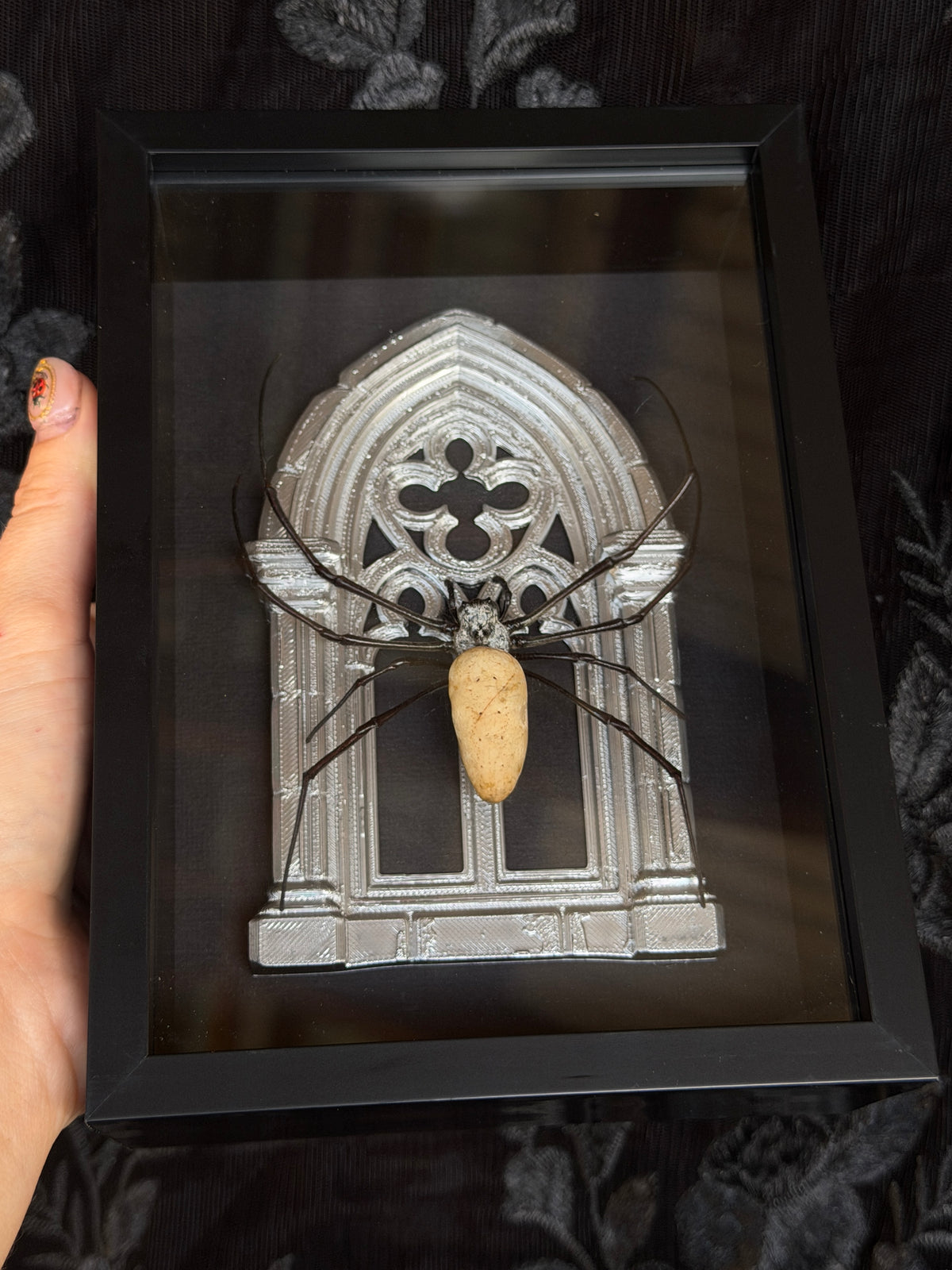 Silver Arch Orb Weaver Spider -  Frames Specimen