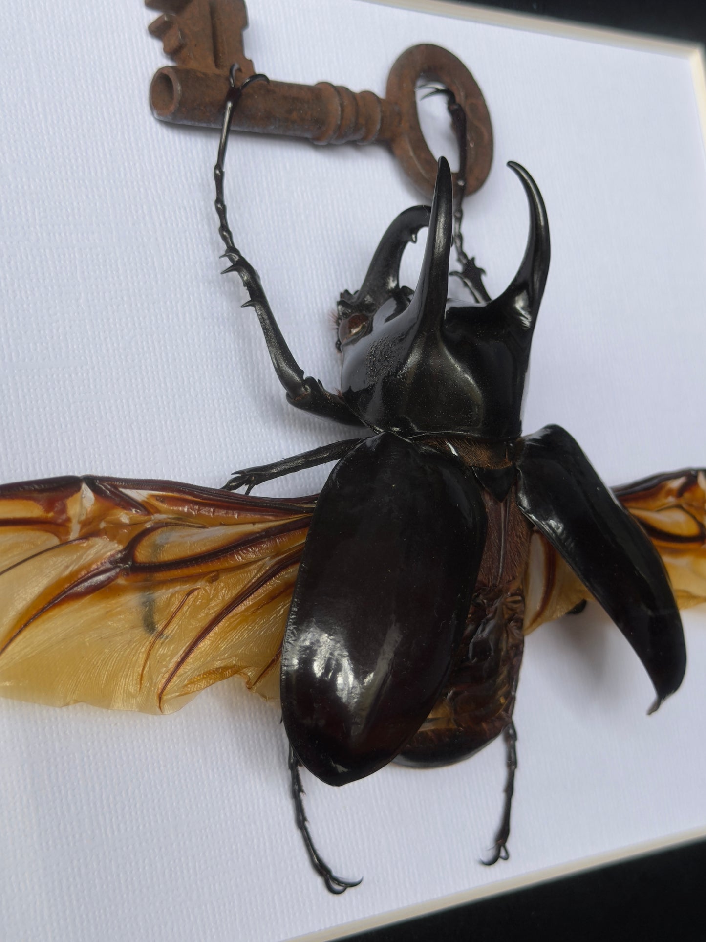 ATLAS BEETLE with key chalcosoma atlas Framed Specimen *damaged wing*