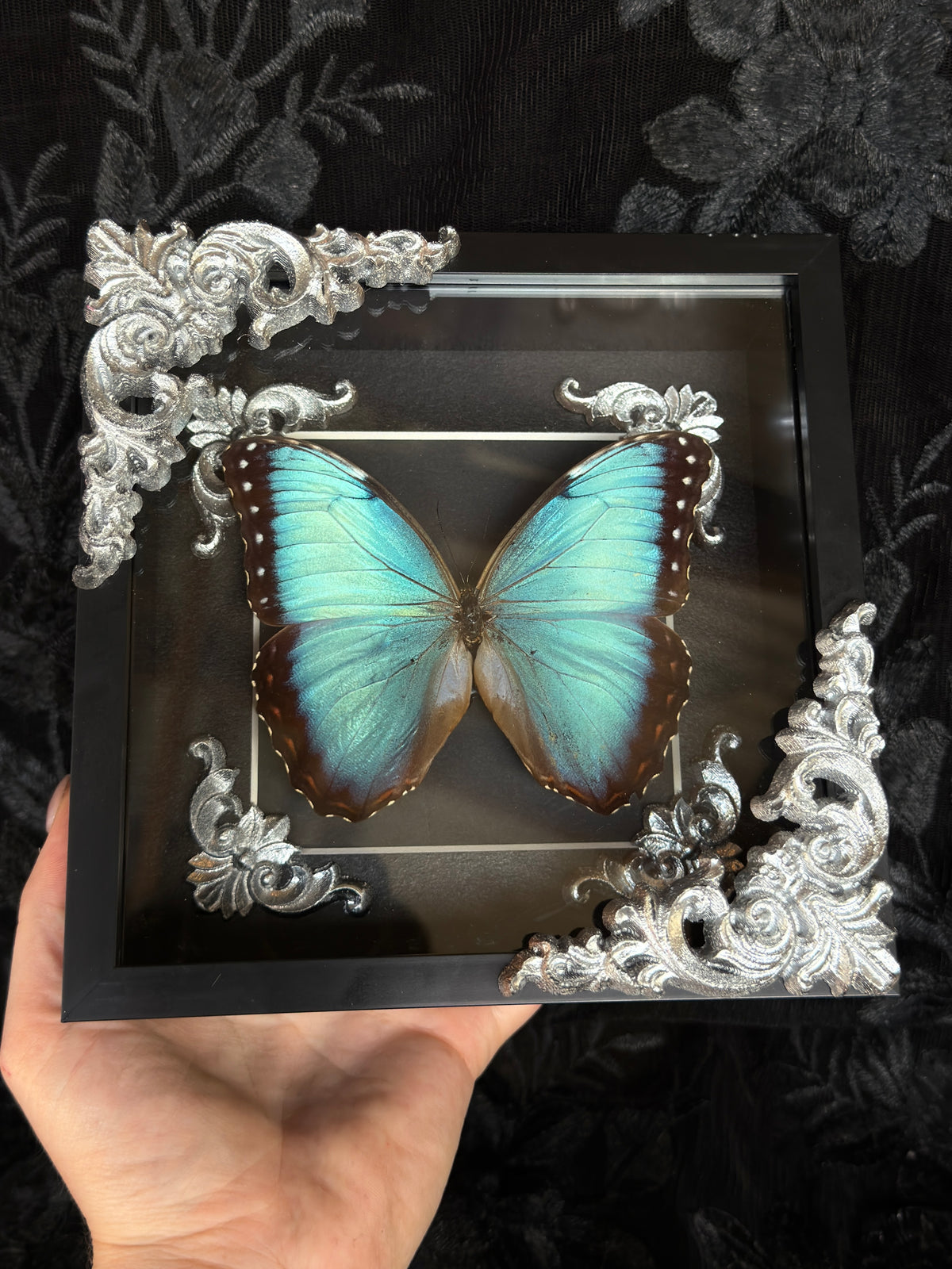 MORPHO BUTTERFLY - Mother of Hades Butterfly Frame