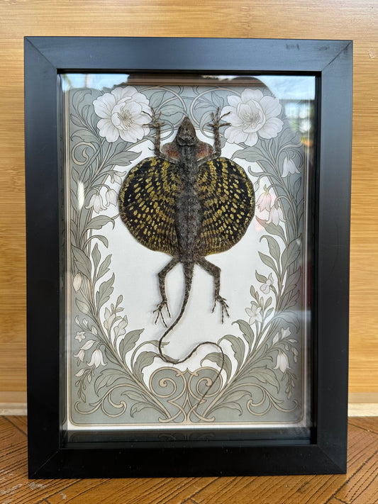 SPECIMEN FRAME - Flying Lizard