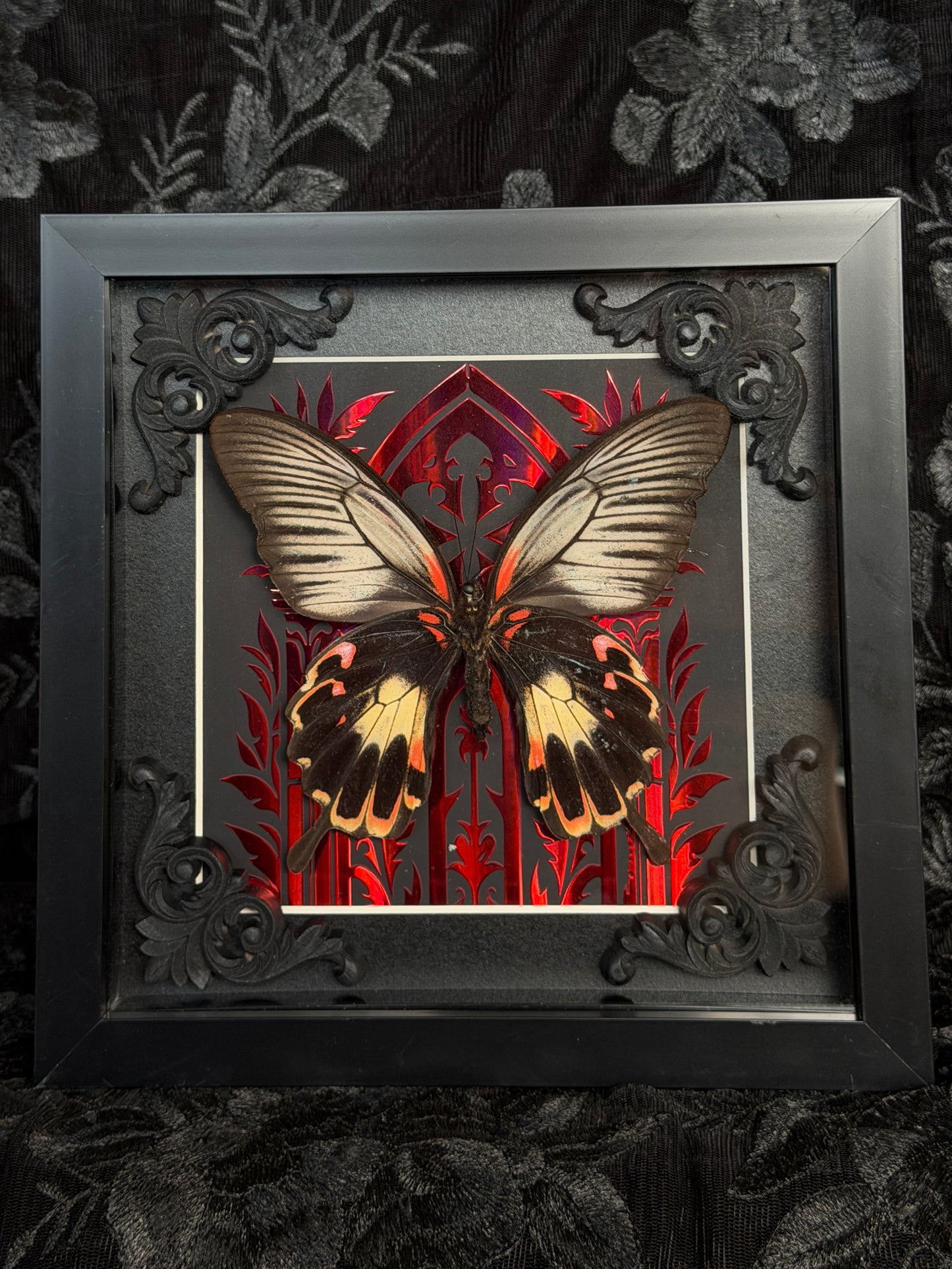 THE GREAT MORMON - Red Mother of Hades Butterfly Frame