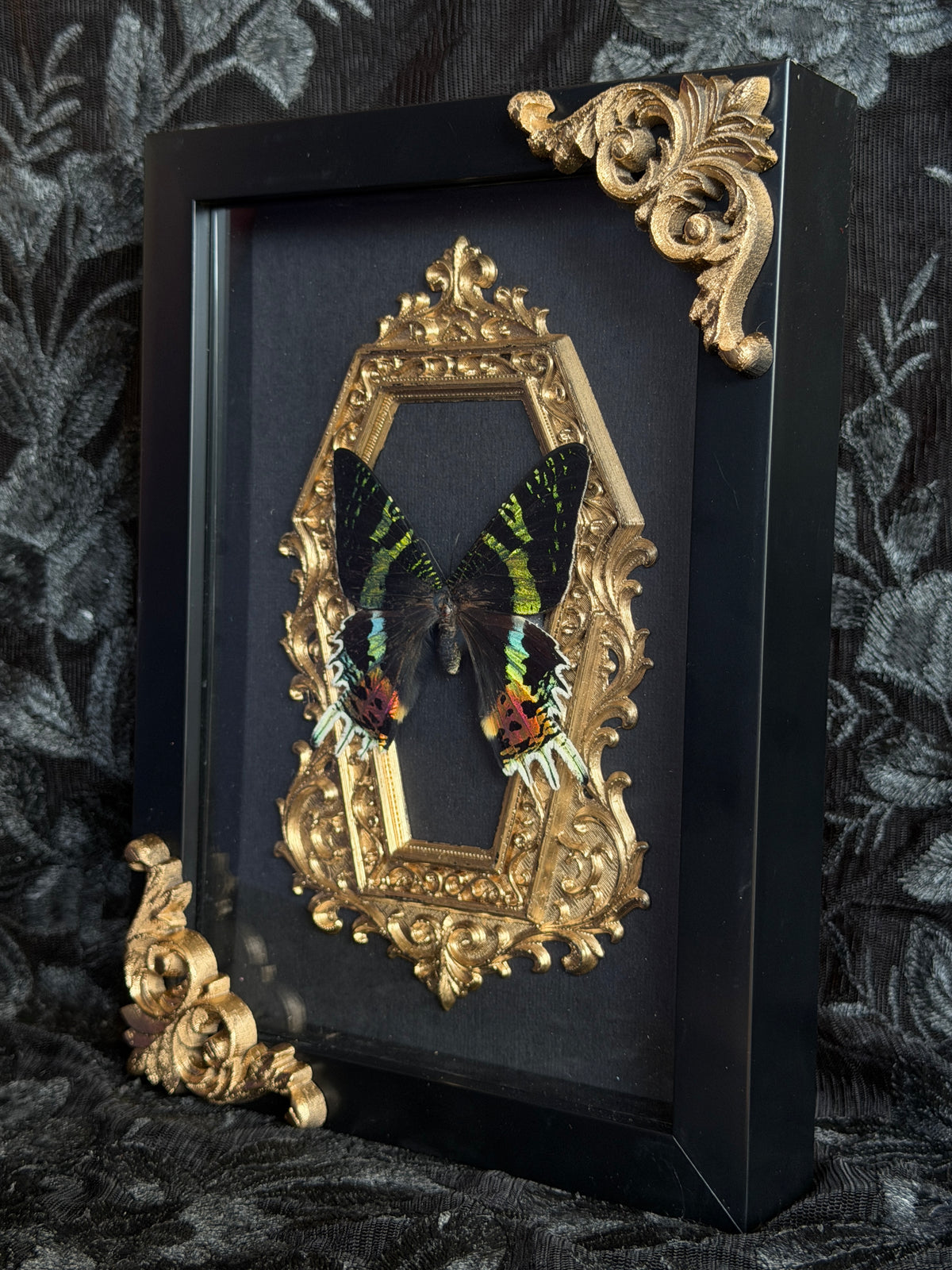 MADAGASCAN SUNSET MOTH - Gold Mother of Hades Moth Frame