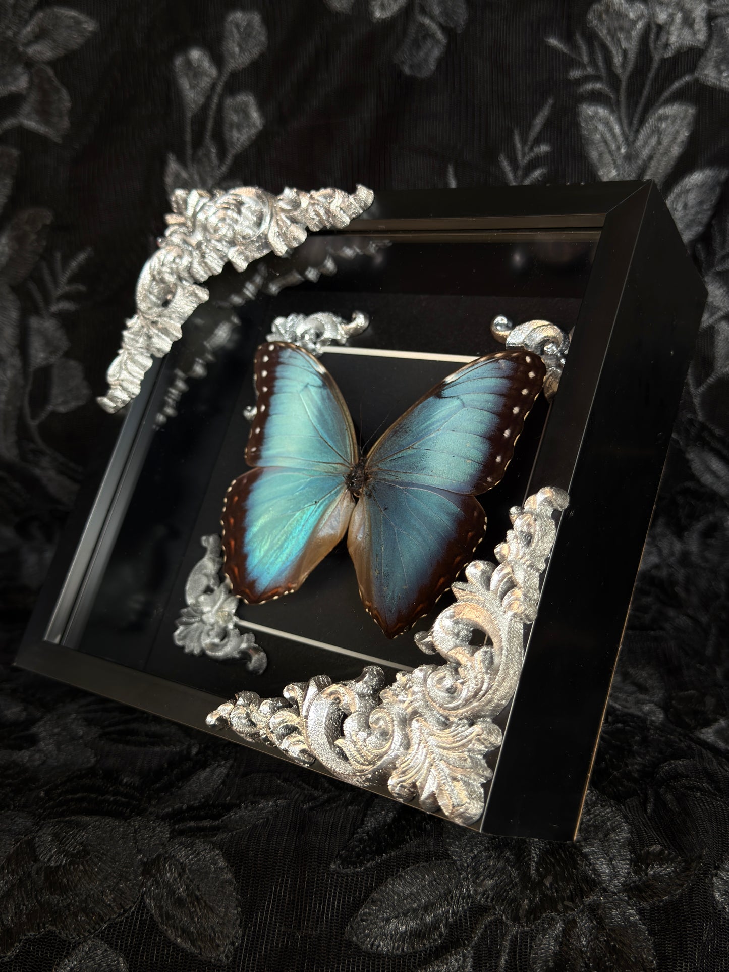 MORPHO BUTTERFLY - Mother of Hades Butterfly Frame