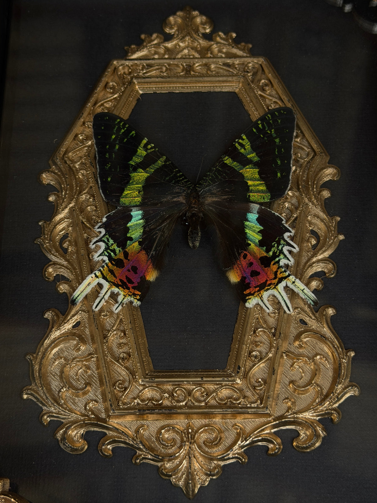MADAGASCAN SUNSET MOTH - Gold Mother of Hades Moth Frame