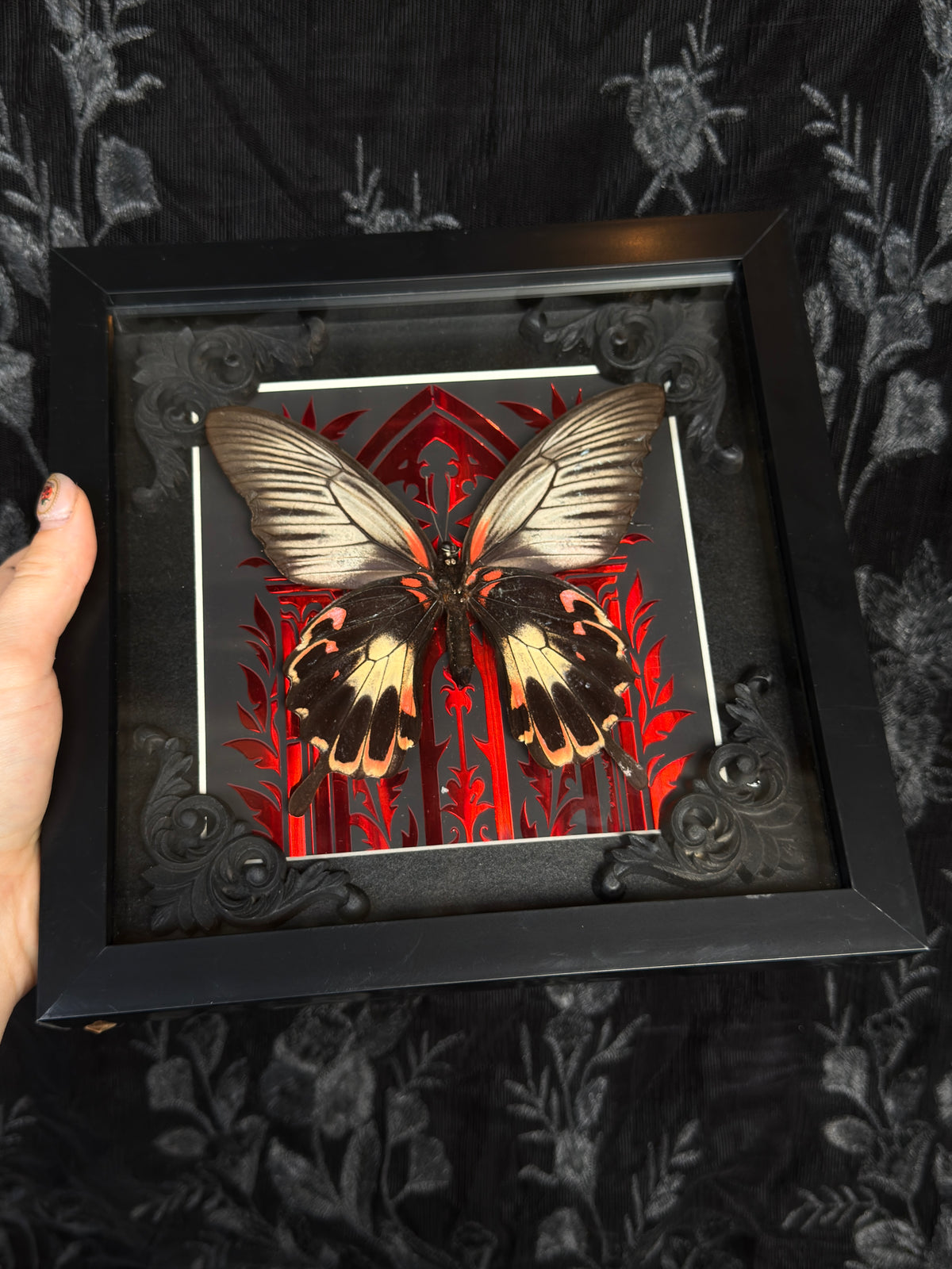 THE GREAT MORMON - Red Mother of Hades Butterfly Frame