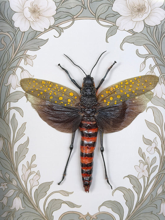 COFFEE LOCUST SHADOW BOX