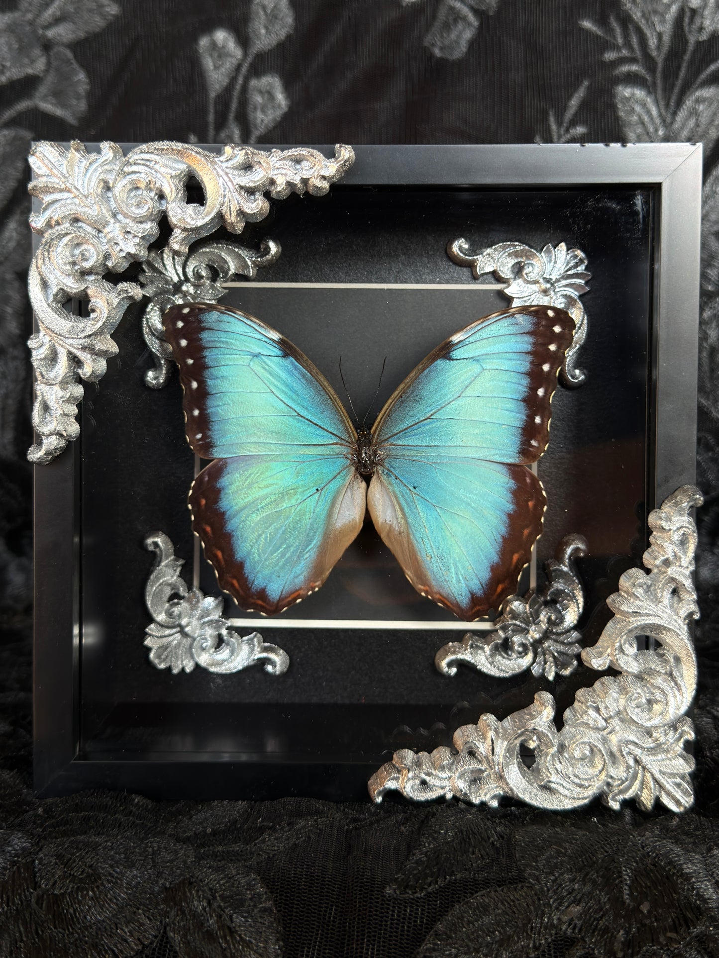 MORPHO BUTTERFLY - Mother of Hades Butterfly Frame