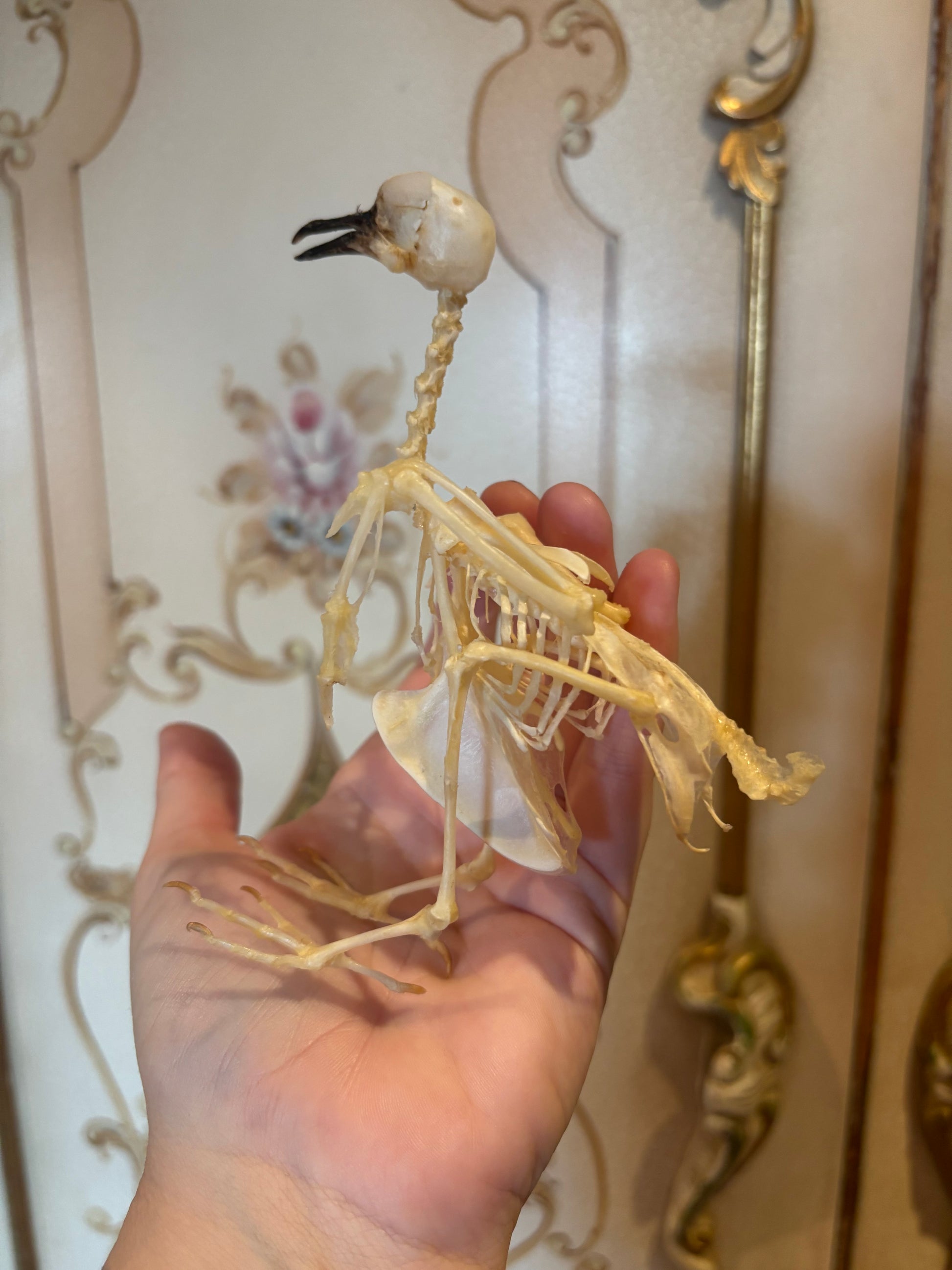 Hand holding a bird skeleton against an ornate wall.