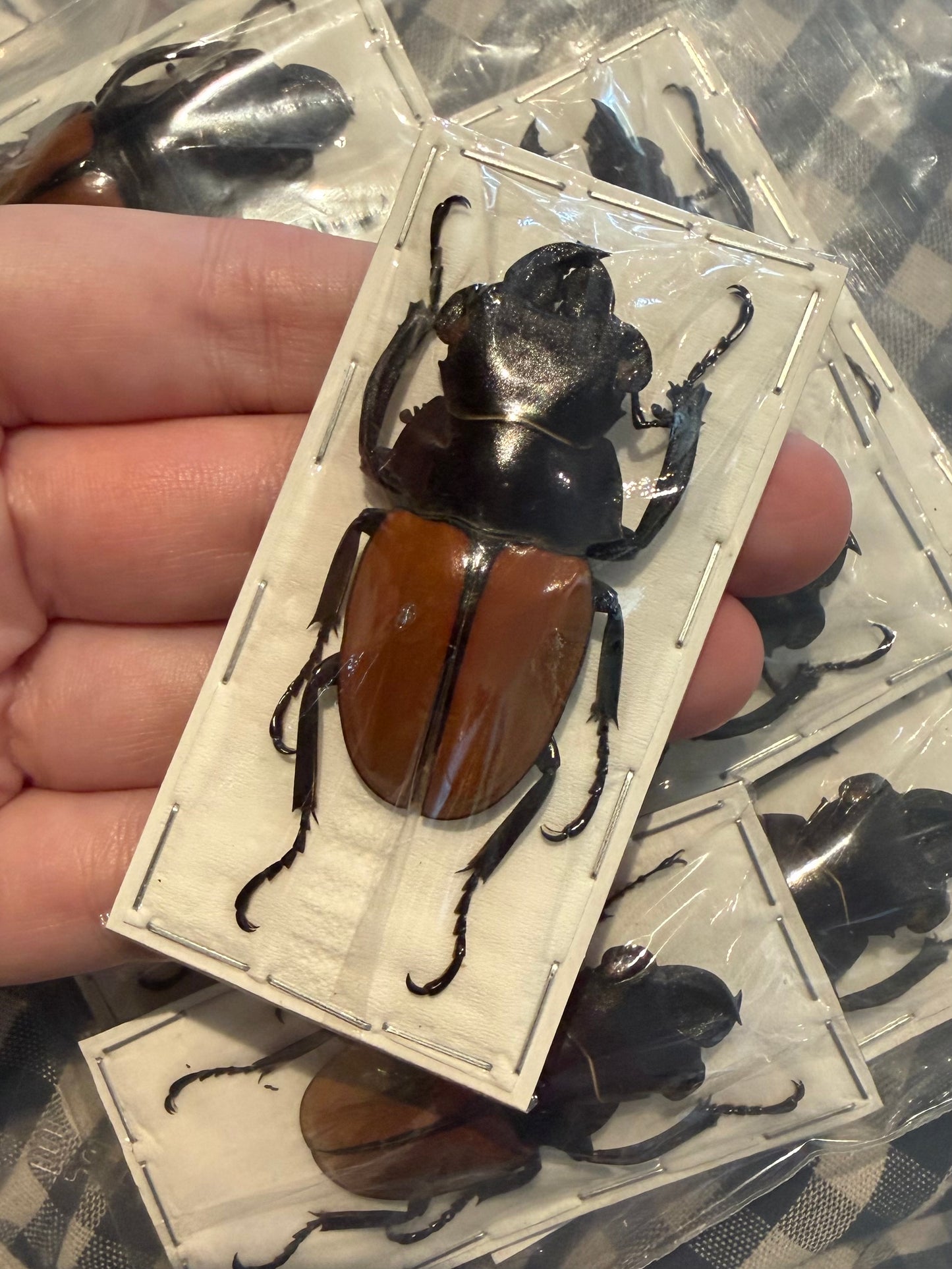 ODONTOLABIS GAZELLA - stag beetle specimen
