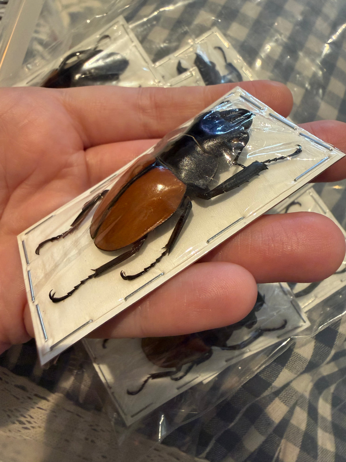 ODONTOLABIS GAZELLA - stag beetle specimen