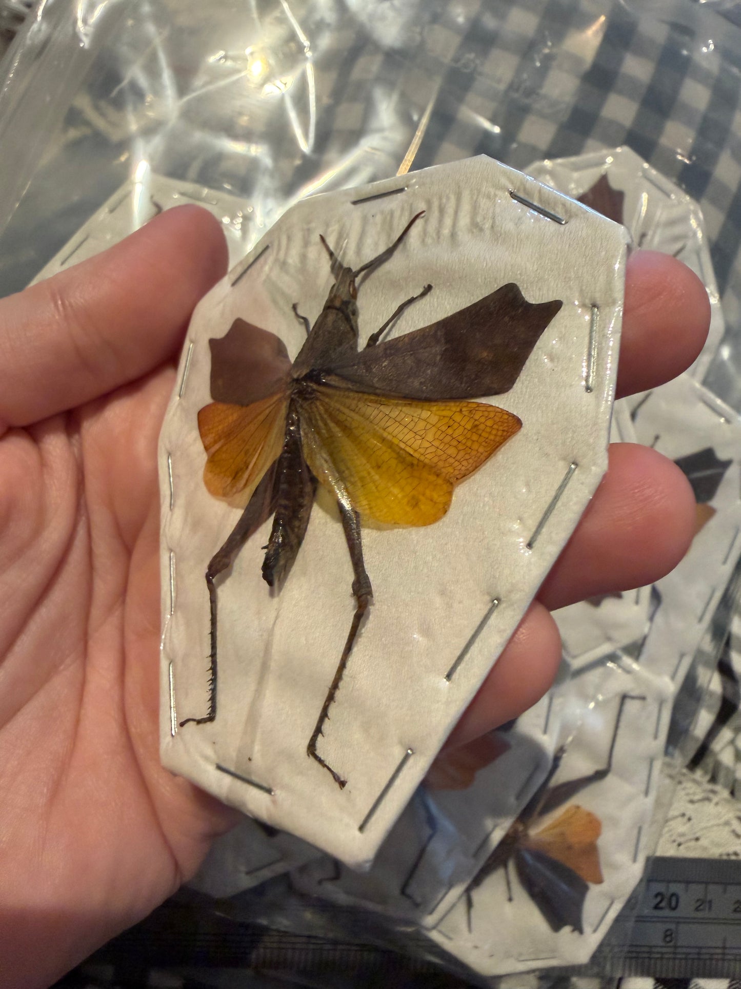 TRIGONOPOTERYX CELEBESIA - Leafwing grass hopper specimen