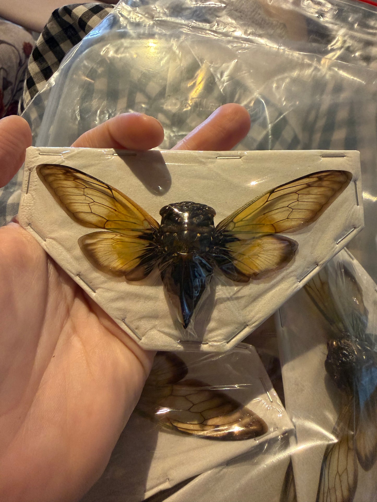 CRYPTOTYMPANA FUMIPENNIS -cicada specimen