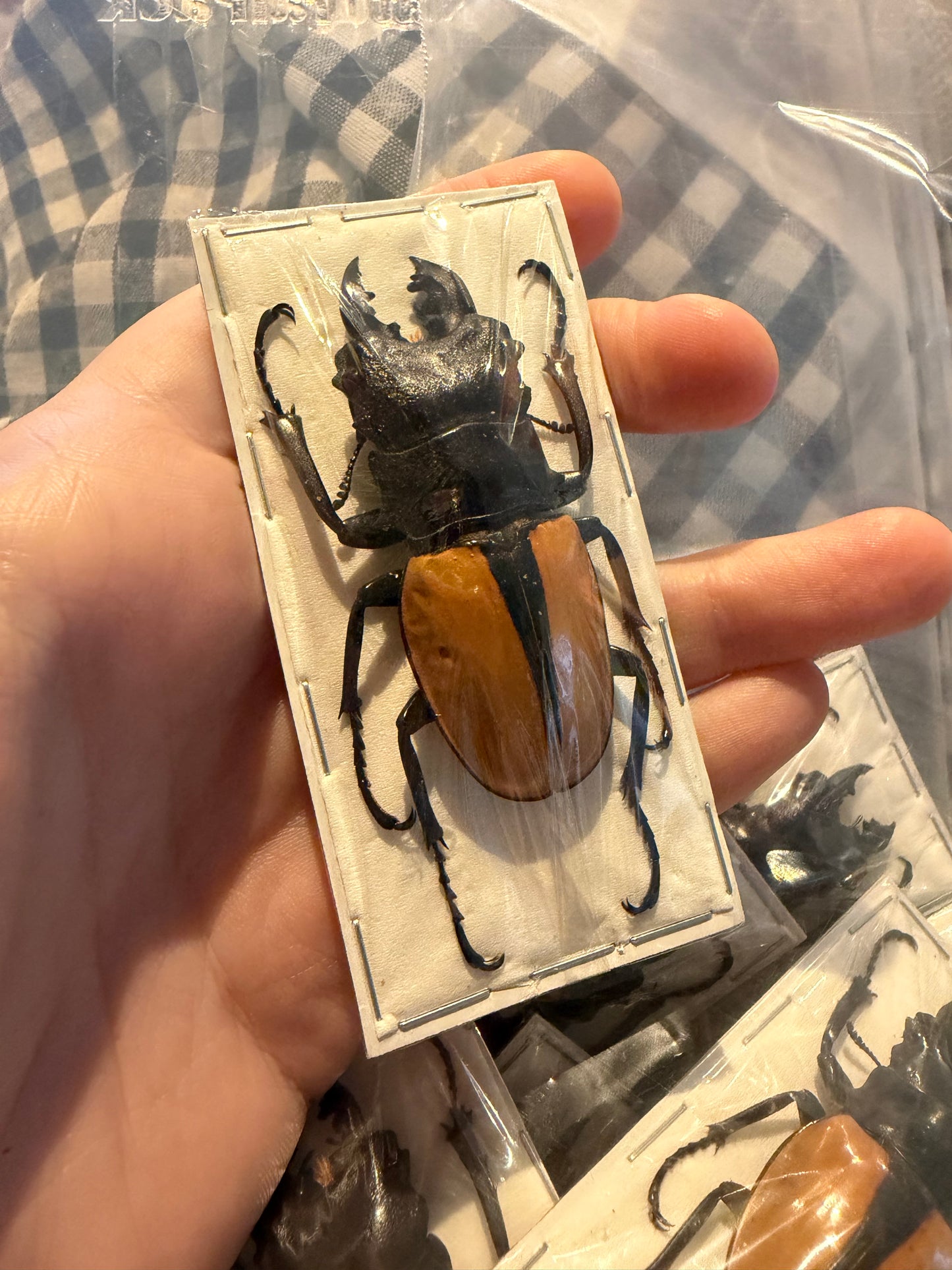 ODONTOLABIS LUDEKINGI - stag beetle specimen