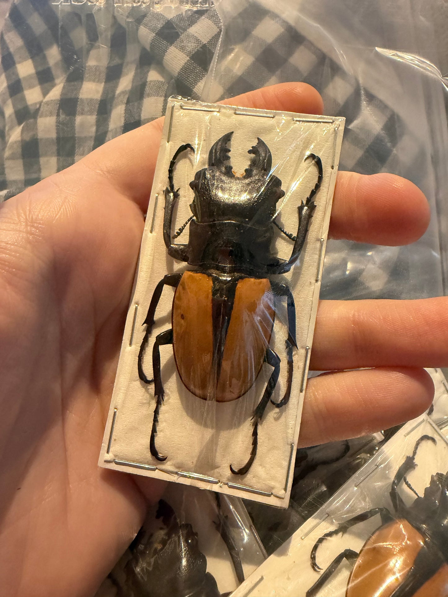 ODONTOLABIS LUDEKINGI - stag beetle specimen