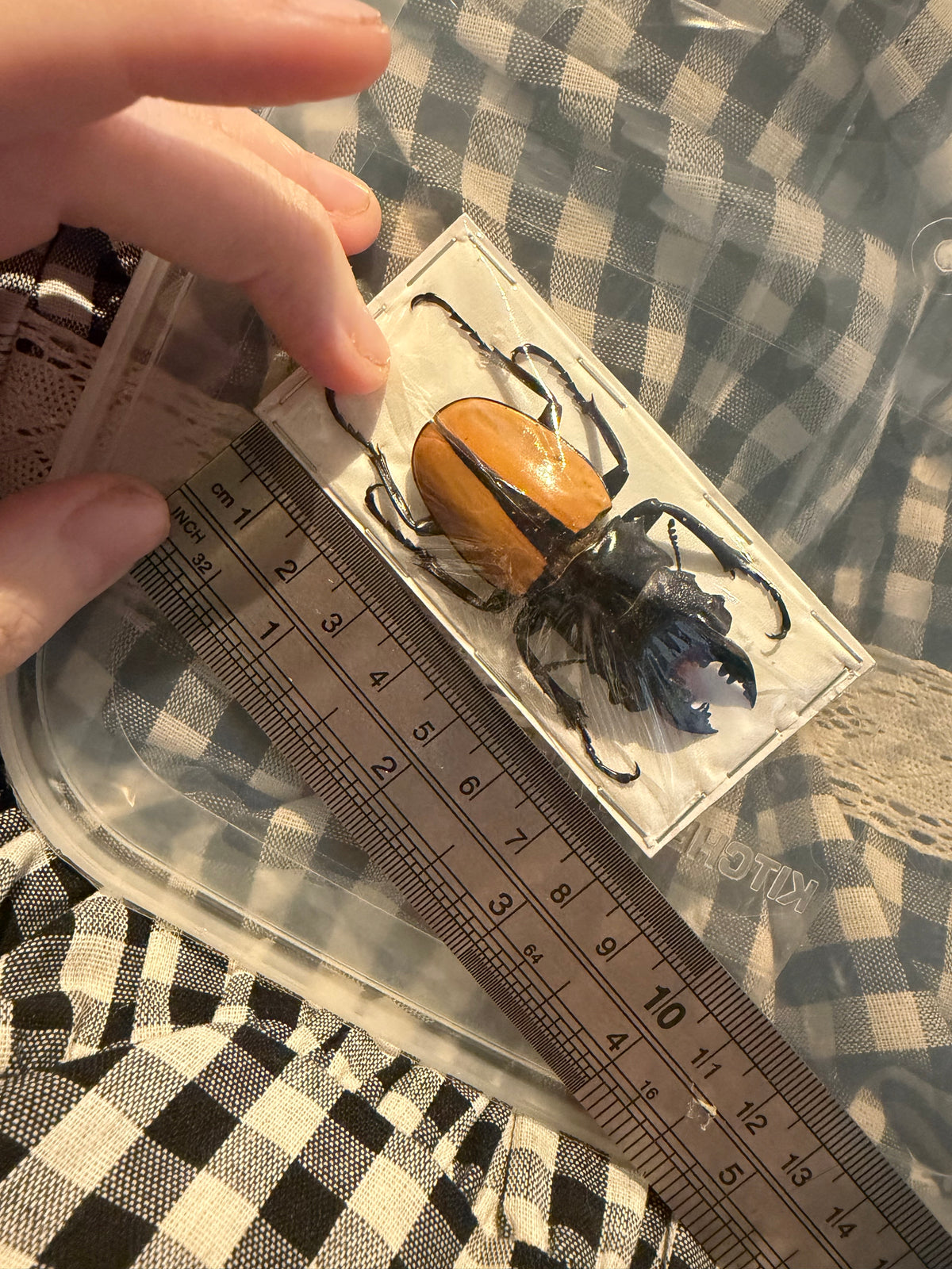 ODONTOLABIS LUDEKINGI - stag beetle specimen